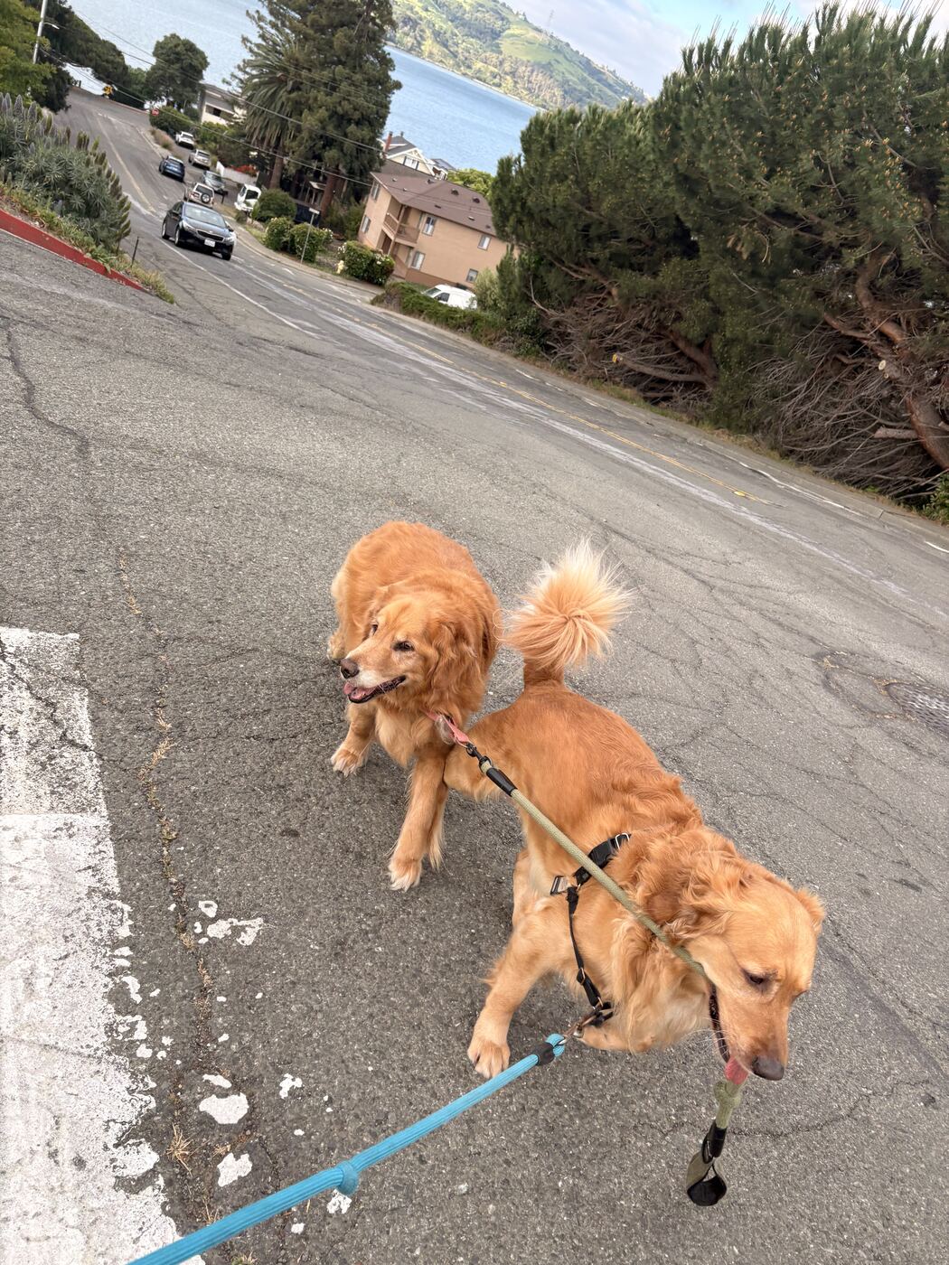 Two golden retrievers on leash on a Benicia street, with the Carquinez Strait and the hills beyond it in the background.